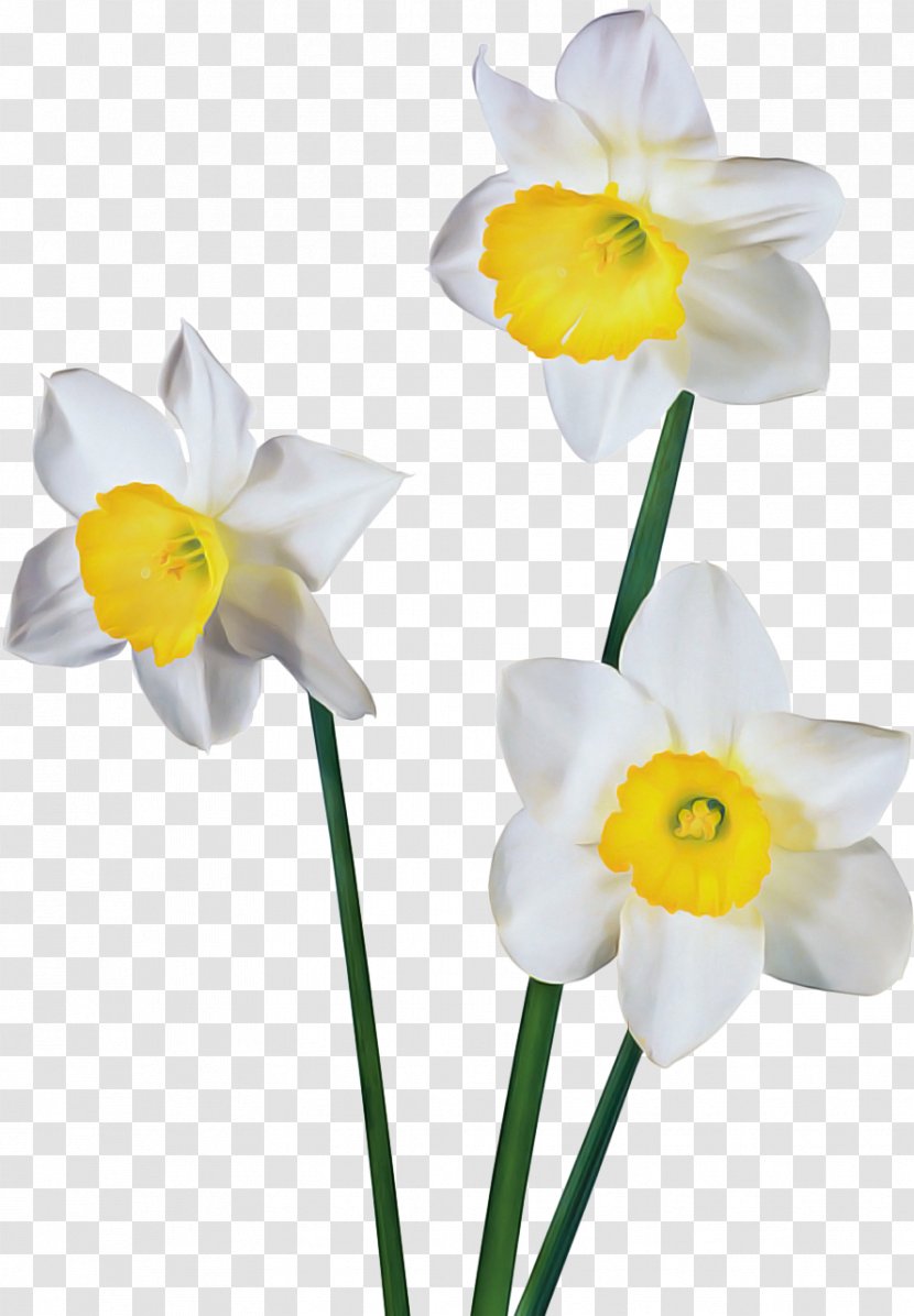 Flowers Background - Yellow - Wildflower Pedicel Transparent PNG