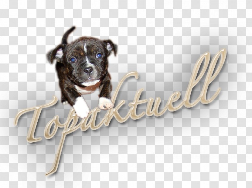 Dog Breed Staffordshire Bull Terrier Puppy Transparent PNG