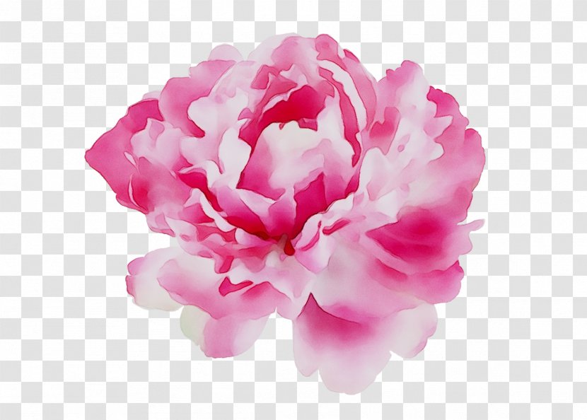 Peony Perfume Calvin Klein Aroma Cut Flowers - Common - Pink Transparent PNG