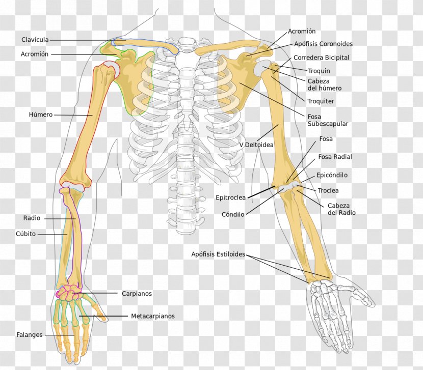 Arm Human Skeleton Radius Humerus Bone - Silhouette - Superior Transparent PNG