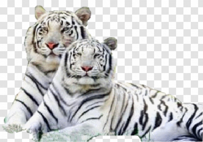 Siberian Tiger Bengal Felidae White - Cat Transparent PNG