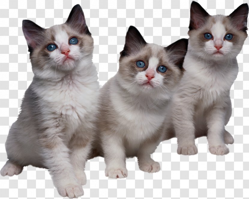 Kitten Ragdoll Tri Kotenka Clip Art - American Wirehair - Chinchilla Transparent PNG