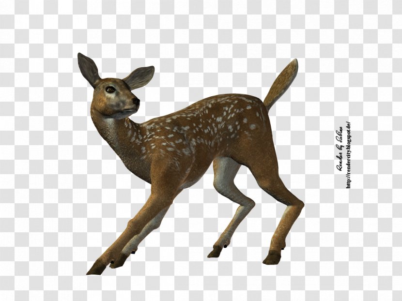 White-tailed Deer Stock Photography Royalty-free Transparent PNG