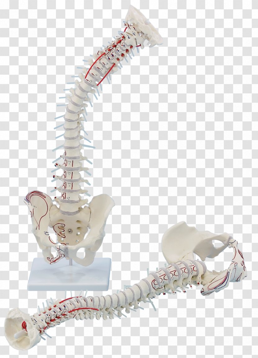 Vertebral Column Anatomy Hip Bone Pelvis Laser Therapy - Watercolor - Becken Transparent PNG