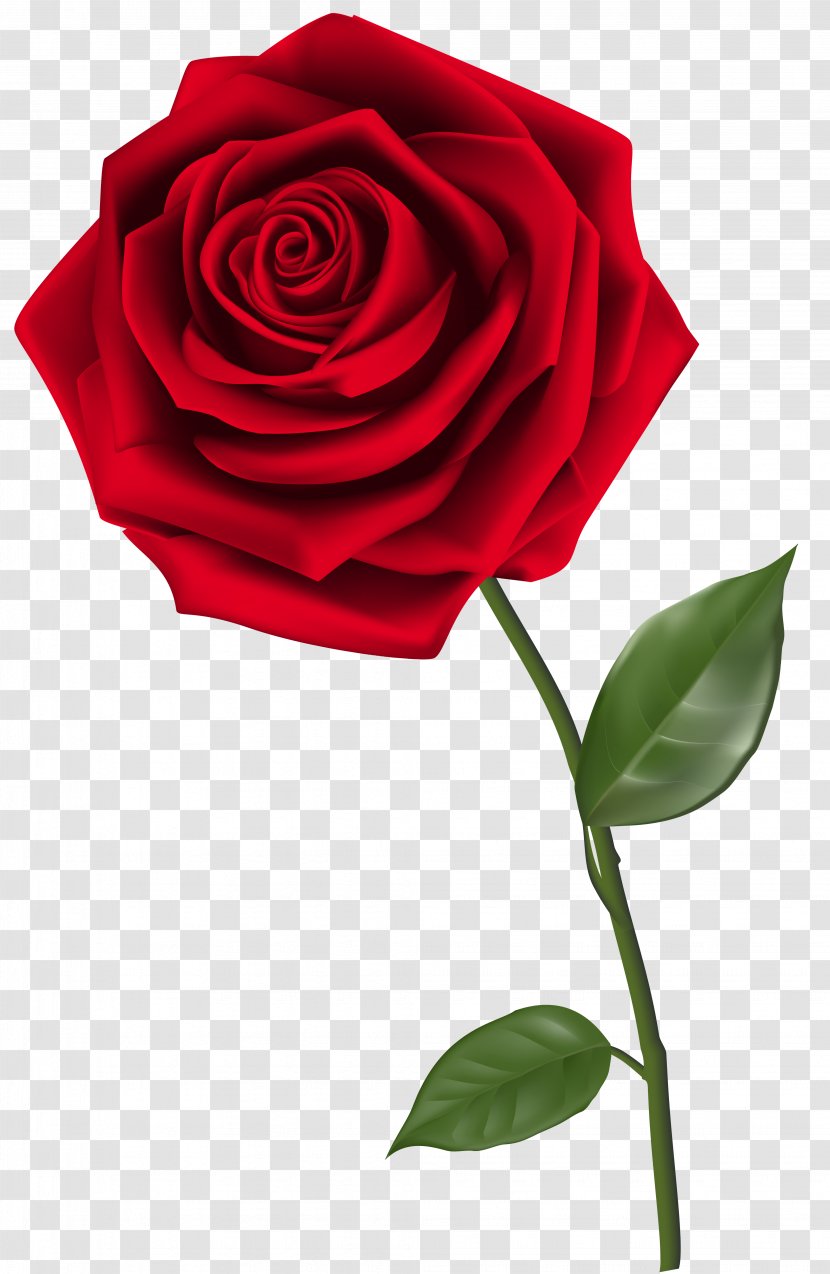 Rose Clip Art - Plant - Single Red Clipart Image Transparent PNG