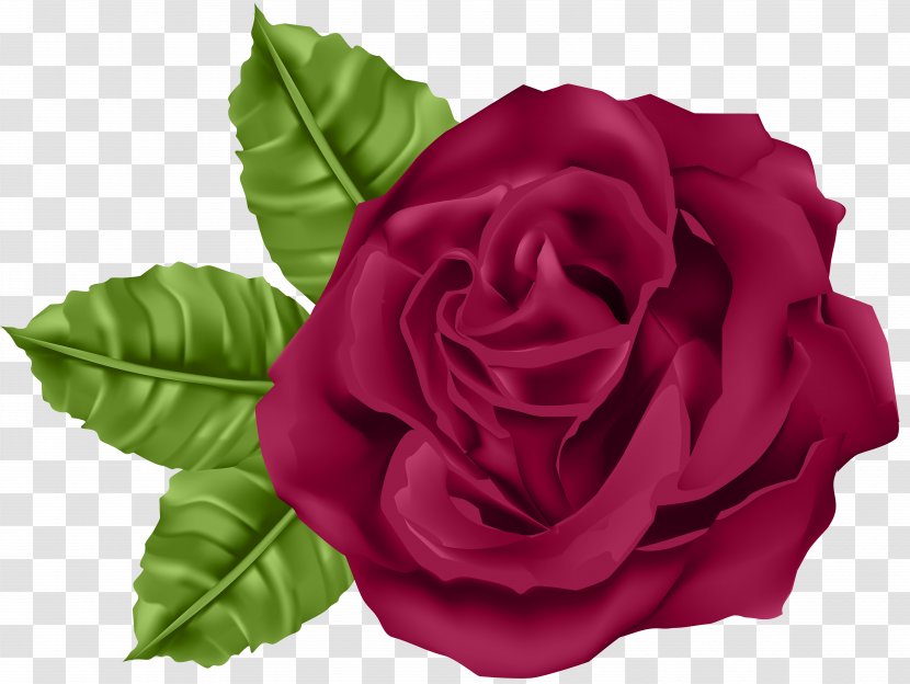 Garden Roses Centifolia Clip Art - Animation - Rose Image Transparent PNG