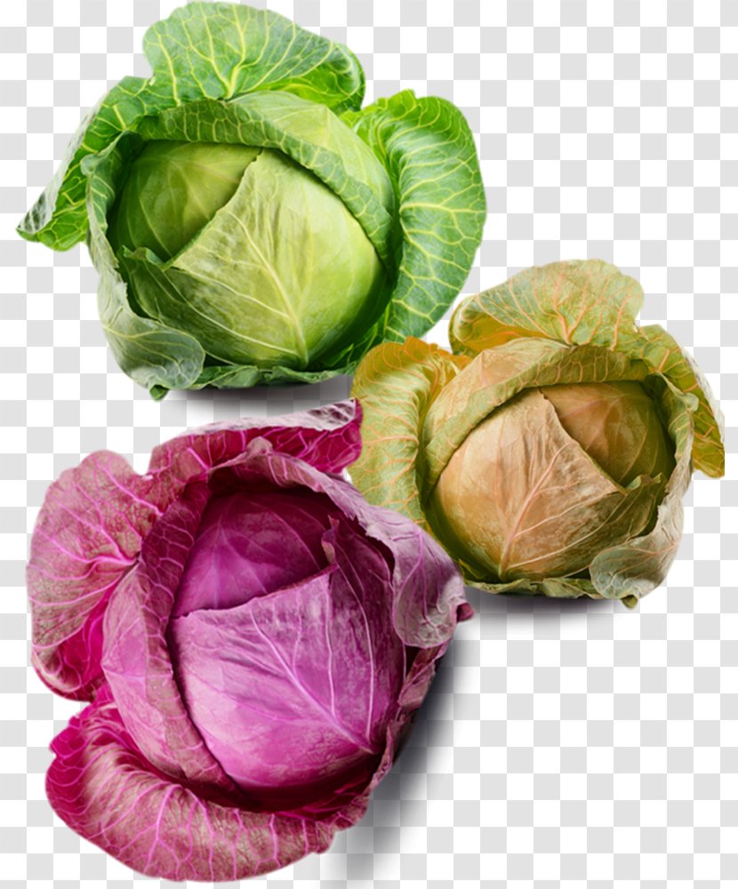 Savoy Cabbage Cauliflower Brussels Sprout Vegetable - Collard Greens - All Kinds Of Material Transparent PNG