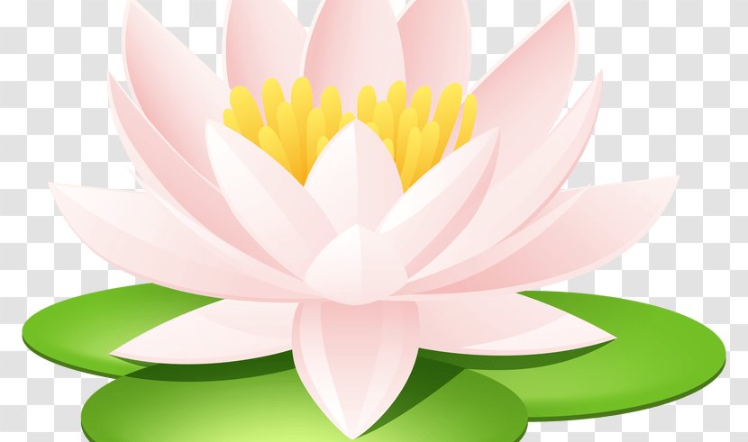 Nelumbo Nucifera Computer Graphics Clip Art - Lilium - Water Lilies Transparent PNG