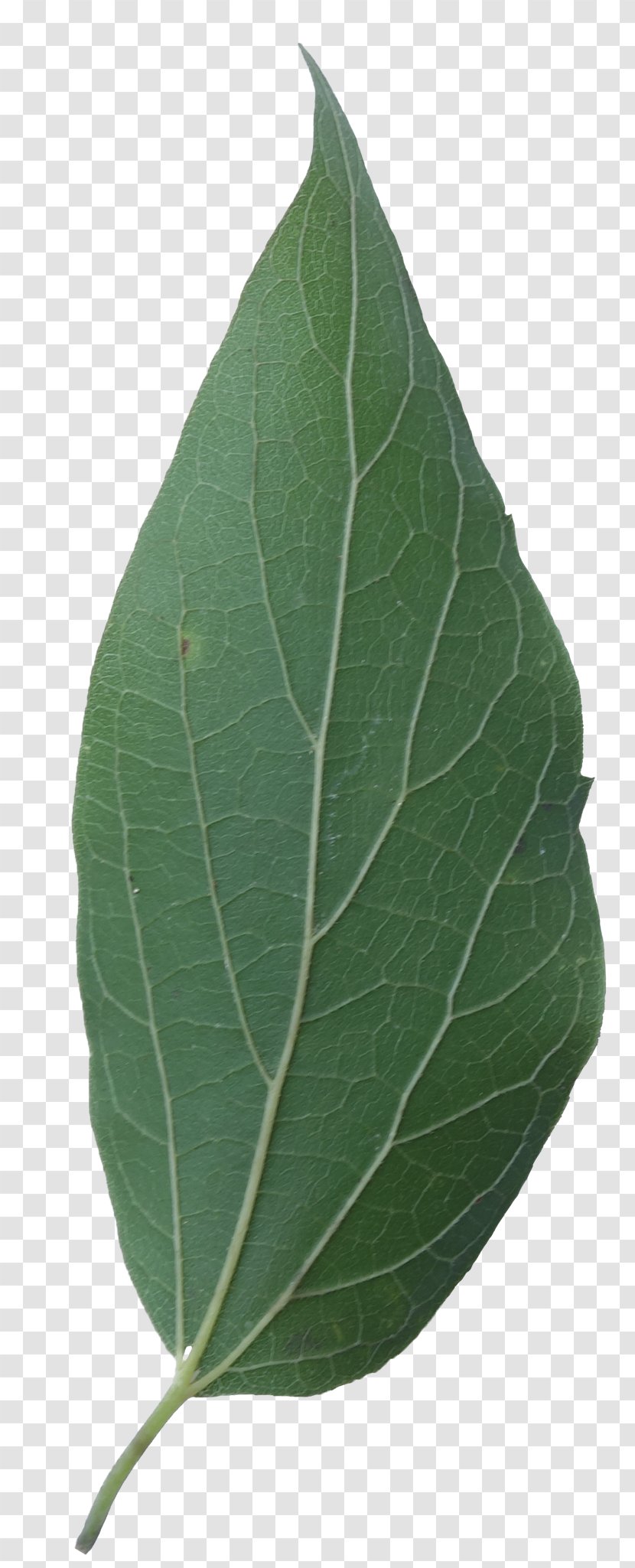 Leaf Sugarberry Hackberry Tree Eastern Cottonwood - Celtis Occidentalis Transparent PNG