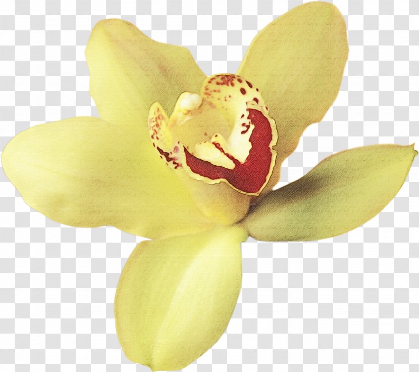Petal Yellow Flower Plant Pink - Orchid - Cattleya Transparent PNG