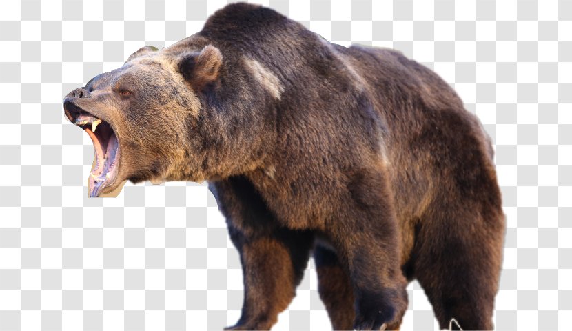 Yellowstone National Park American Black Bear Grizzly Polar Transparent PNG