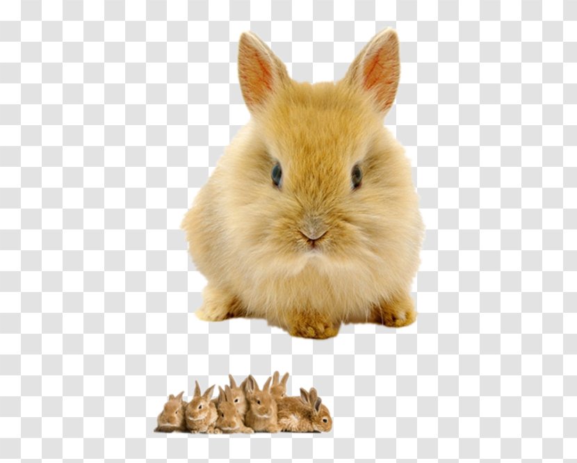 Rabbit High-definition Television Video 1080p Wallpaper - Highdefinition - Yellow Bunny Transparent PNG