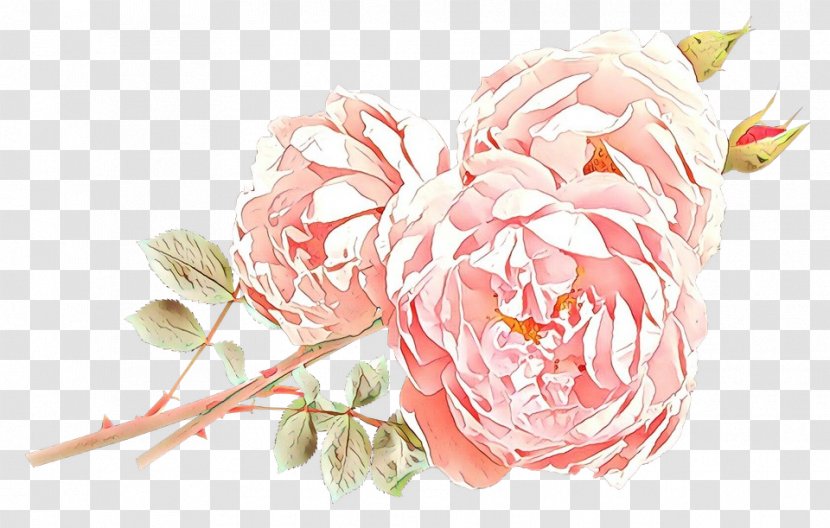 Garden Roses - Plant - Rose Order Peony Transparent PNG