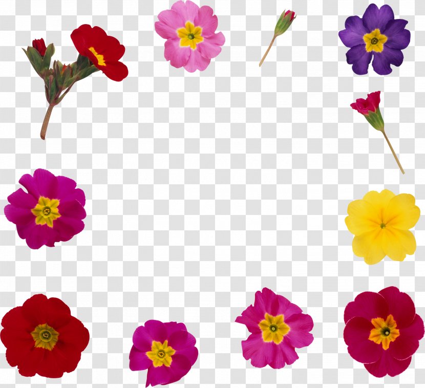 Flower Picture Frames Clip Art - Annual Plant - Frame Transparent PNG