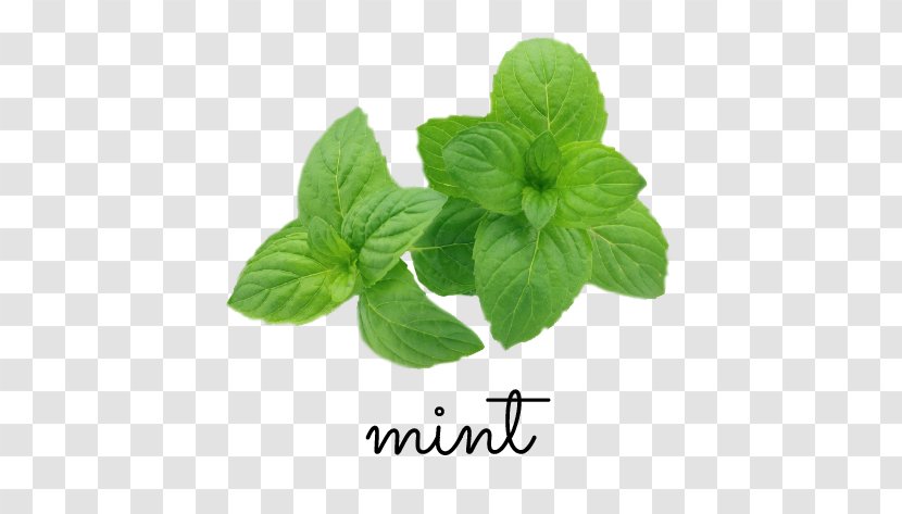 The Peppermint Supplement: Alternative Medicine For A Healthy Body Basil Mojito Wild Mint - Ingredient - Garden Green Transparent PNG