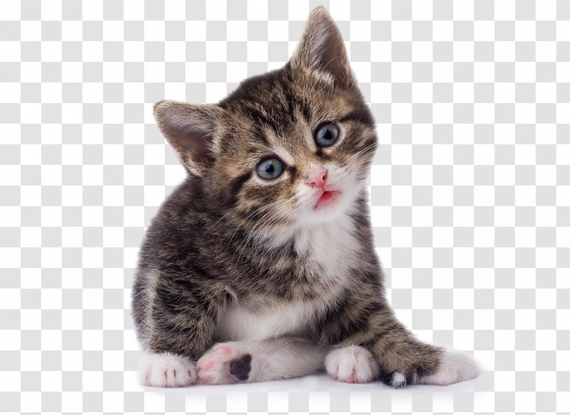 Cat Kitten Veterinarian Pet - Dragon Li Transparent PNG