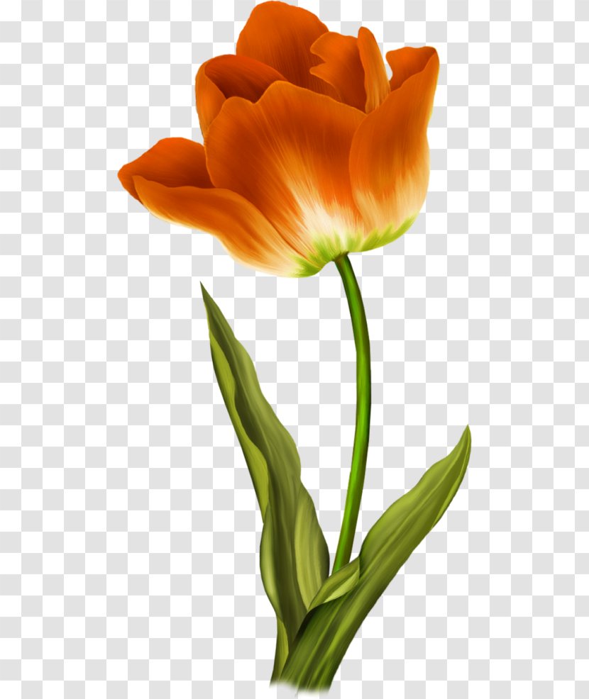 Flower Wild Tulip Painting - Still Life Photography Transparent PNG