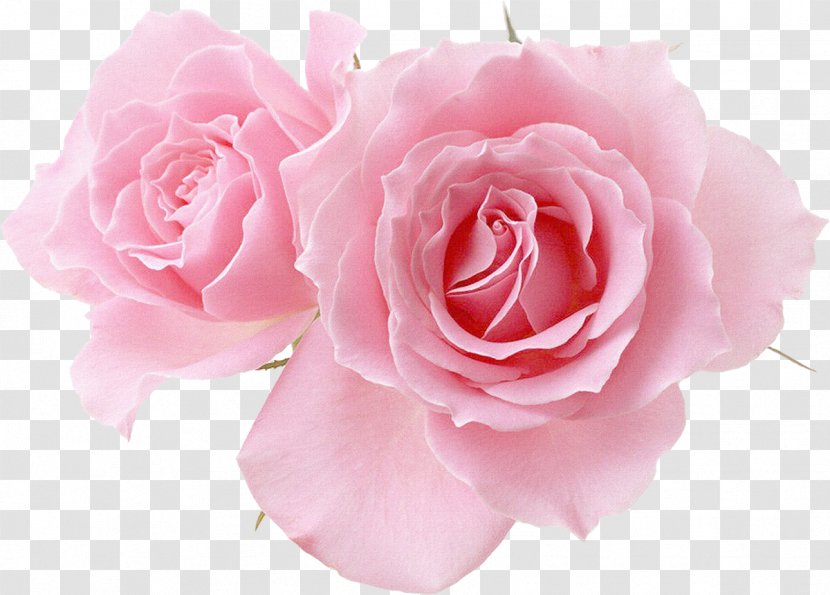 Flower Pink Garden Roses Desktop Wallpaper - Floribunda Transparent PNG