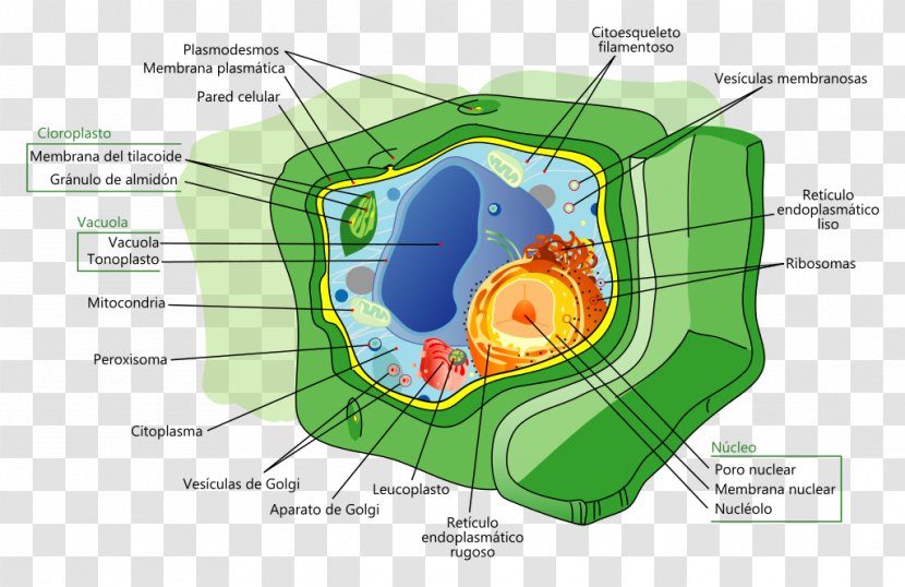 Plant Cell Nucleus Biology - Heart Transparent PNG