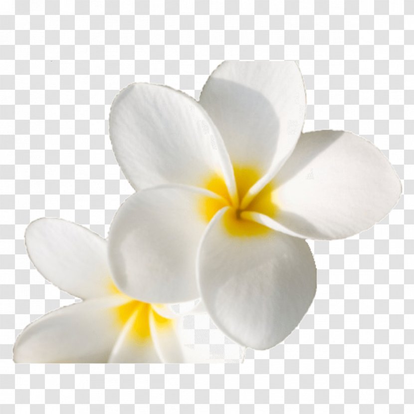 Close-up Flowering Plant - Design Transparent PNG