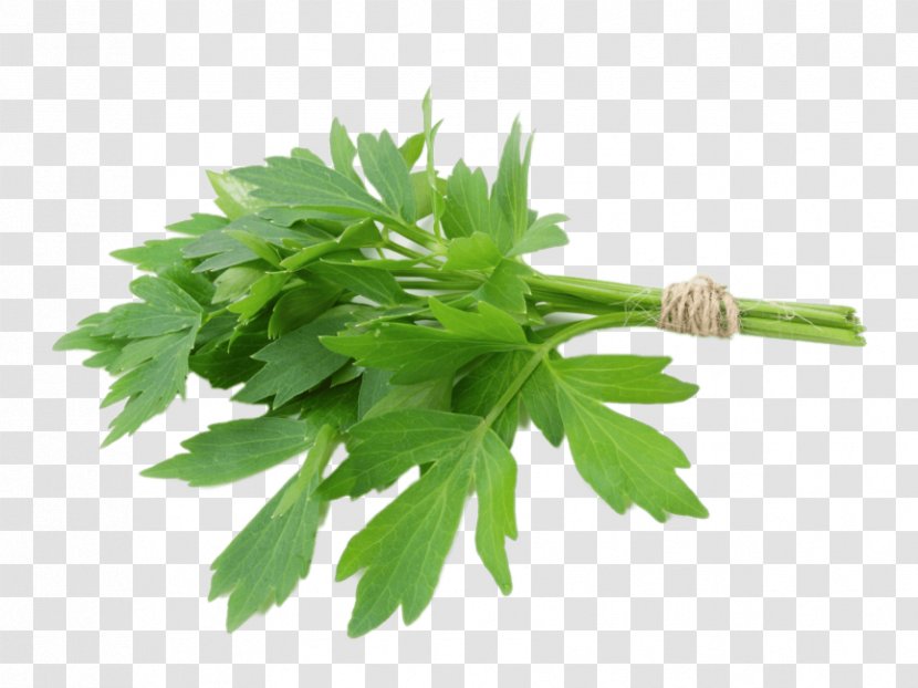 Lovage Herb Celery Parsley Vegetable - Plant - Transparency And Translucency Transparent PNG
