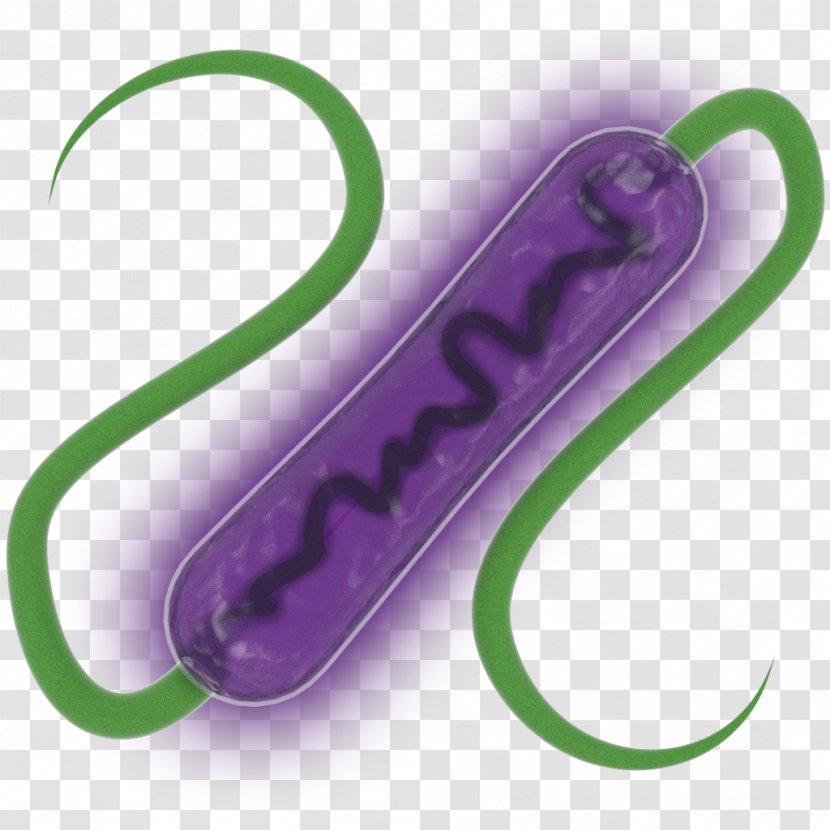 Bacteria Evolution Resource Matter Transparent PNG