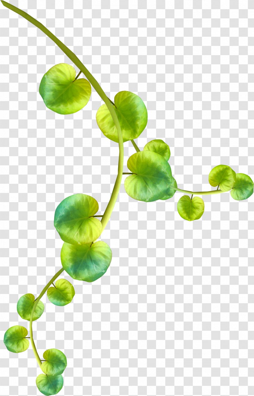 Leaf Branch Plant Stem Clip Art - Photography - Tally Transparent PNG