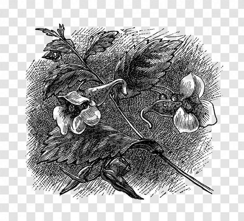 History Of Jefferson County, Iowa: (1879) Monochrome Photography Black And White - Tree - Flower Illustration Transparent PNG