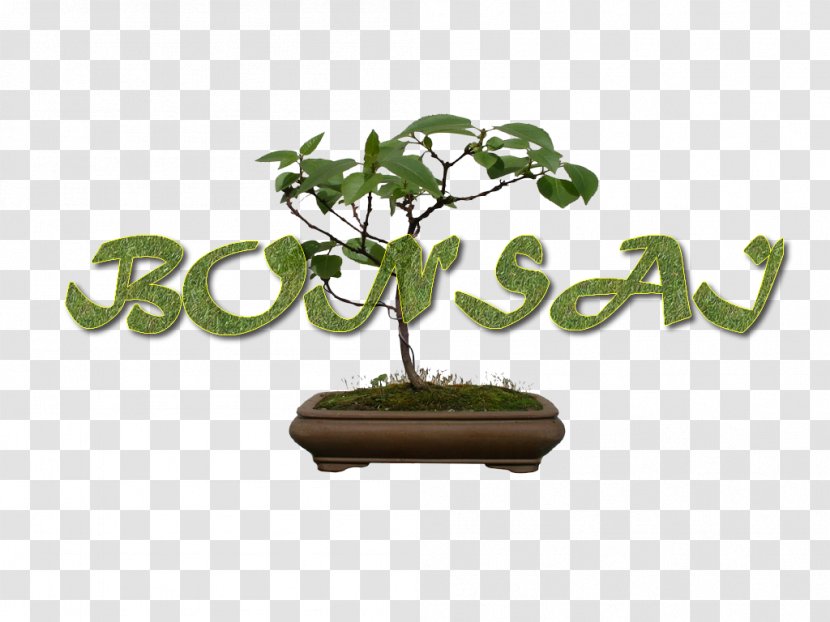 Sageretia Theezans Flowerpot Bonsai Tree The Karate Kid Transparent PNG