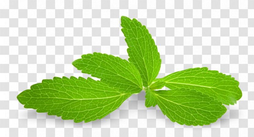 Stevia Vegetarian Cuisine Sugar Substitute Food Candyleaf - Calorie - Adverse Event Transparent PNG
