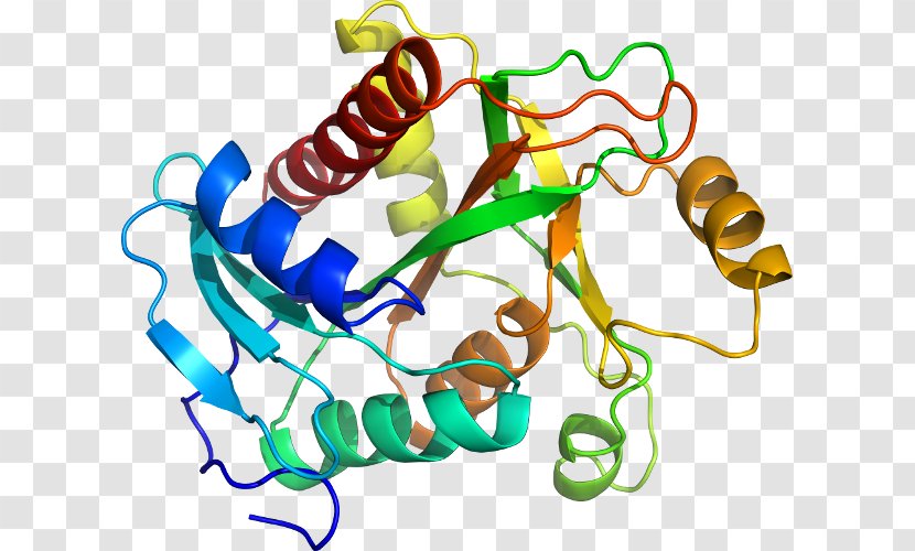 Lysosomal Acid Lipase Deficiency Lysosome Cholesteryl Ester Disease - Organism - Cloning Transparent PNG