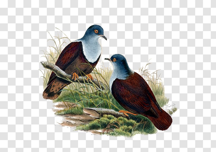 The Birds Of Australia Cygnini - Computer Graphics - Bird Transparent PNG