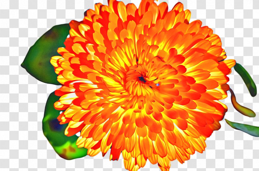 Flowers Background - Sunflower - Dahlia Transparent PNG