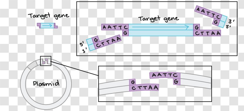 Cloning DNA Biotechnology Gene Biology - Technology - Fragmentation Header Box Transparent PNG