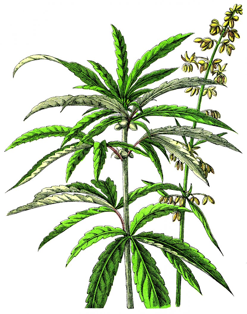 Cannabis Sativa Marijuana Hemp Medical - Plant Transparent PNG