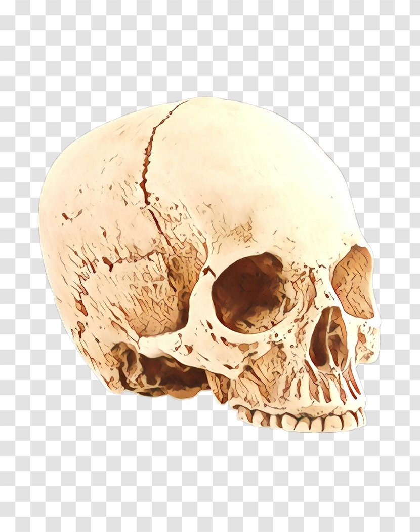 Skull Cartoon - Ear - Jaw Transparent PNG