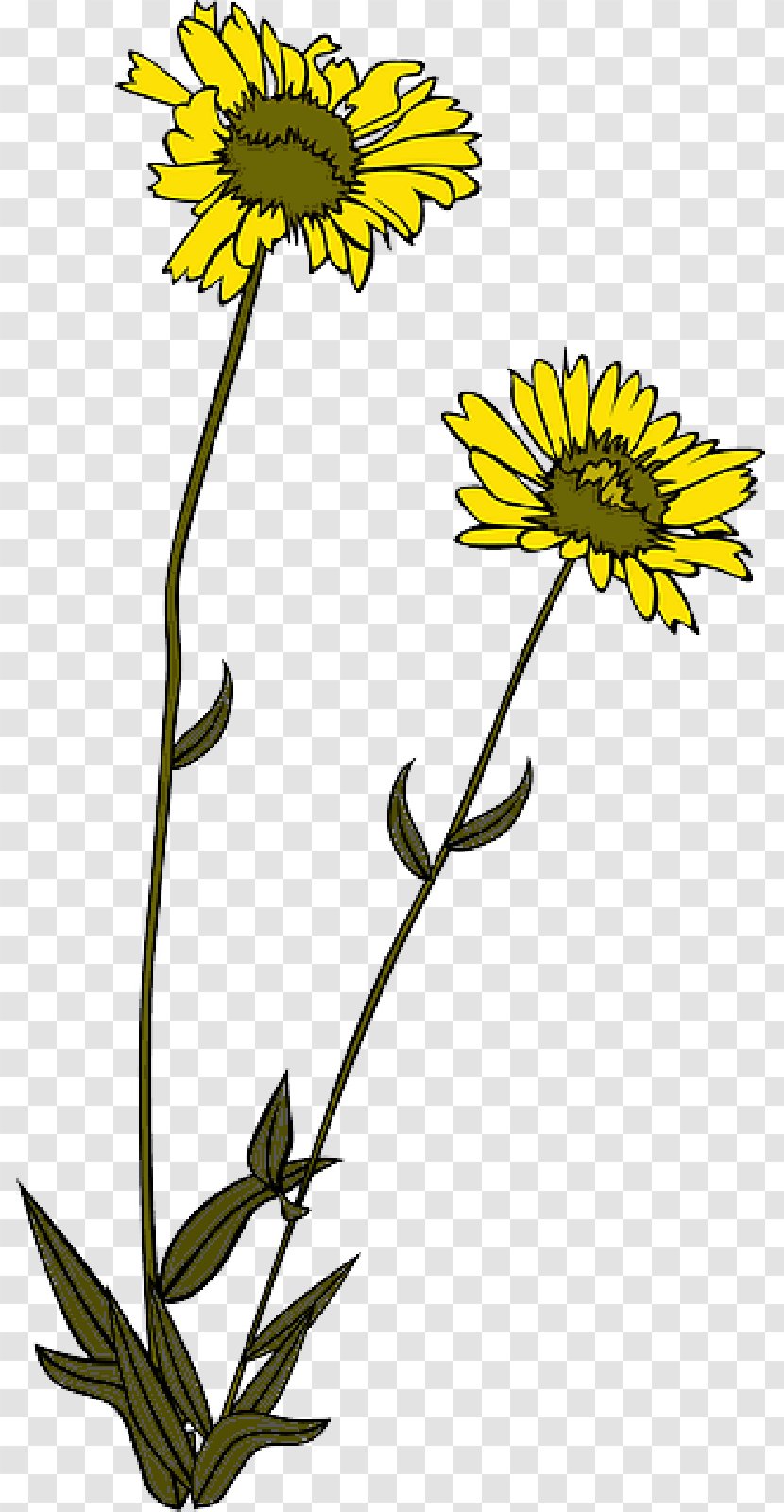 Drawing Of Family - Hawkweed - Perennial Sowthistle Daisy Transparent PNG