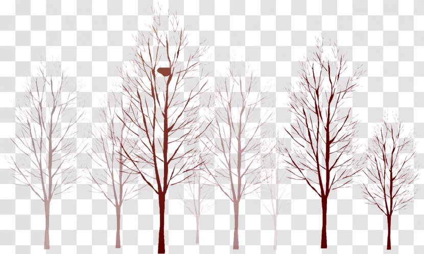 Ulmus Minor Tree Laevis Branch Paper - Cartoon Transparent PNG