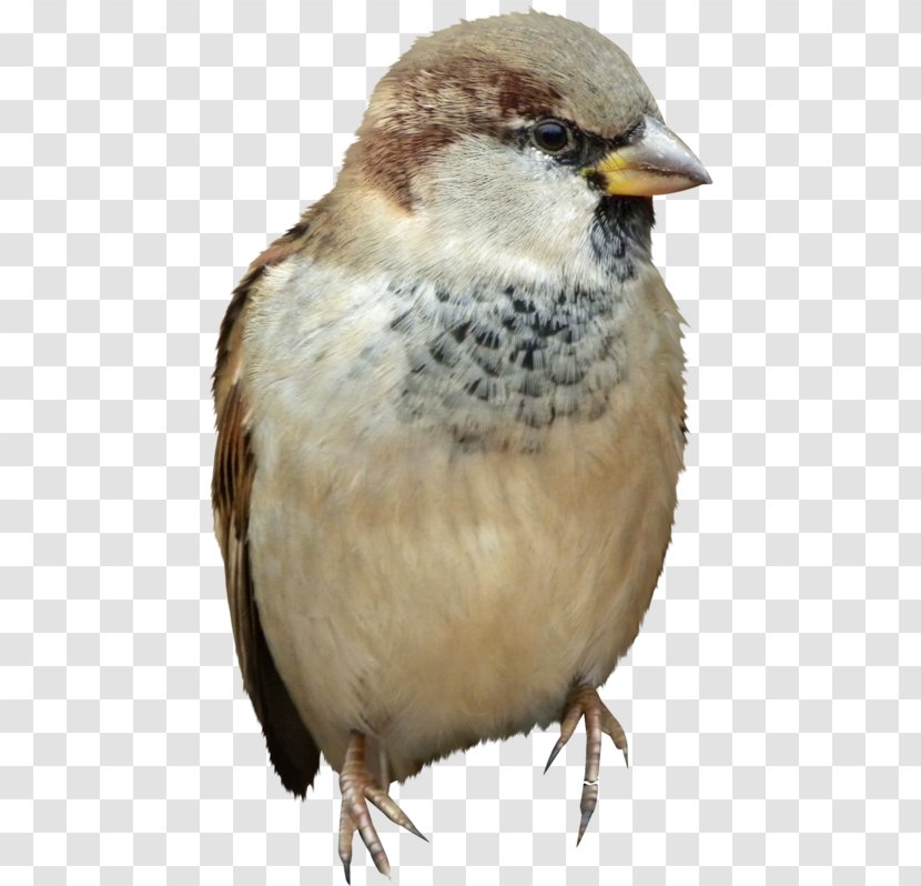 House Sparrow Bird Shapeshifting Clip Art - Emberizidae Transparent PNG