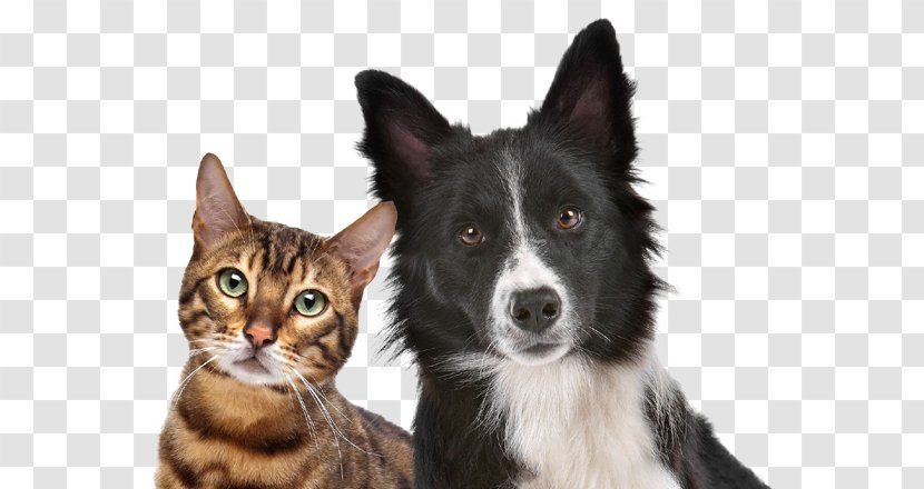 Dog–cat Relationship Pet Microchip Implant - Neutering - Cachorro Transparent PNG
