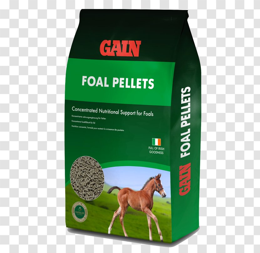Horse Pony Dog Foal Equine Nutrition Transparent PNG