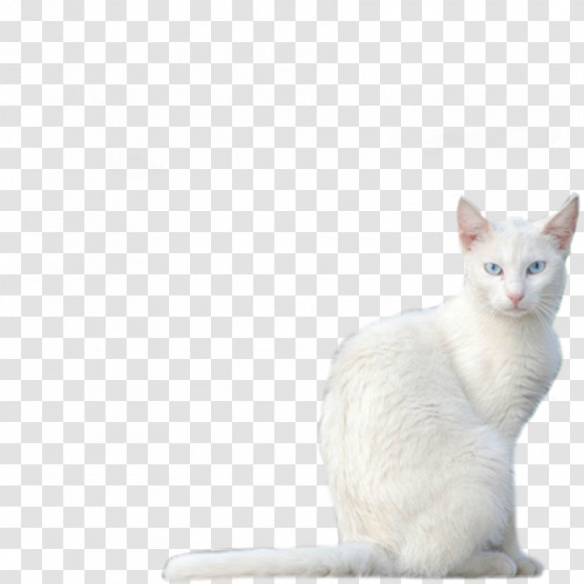 Balinese Cat Javanese Burmilla Devon Rex Khao Manee - German - White Transparent PNG