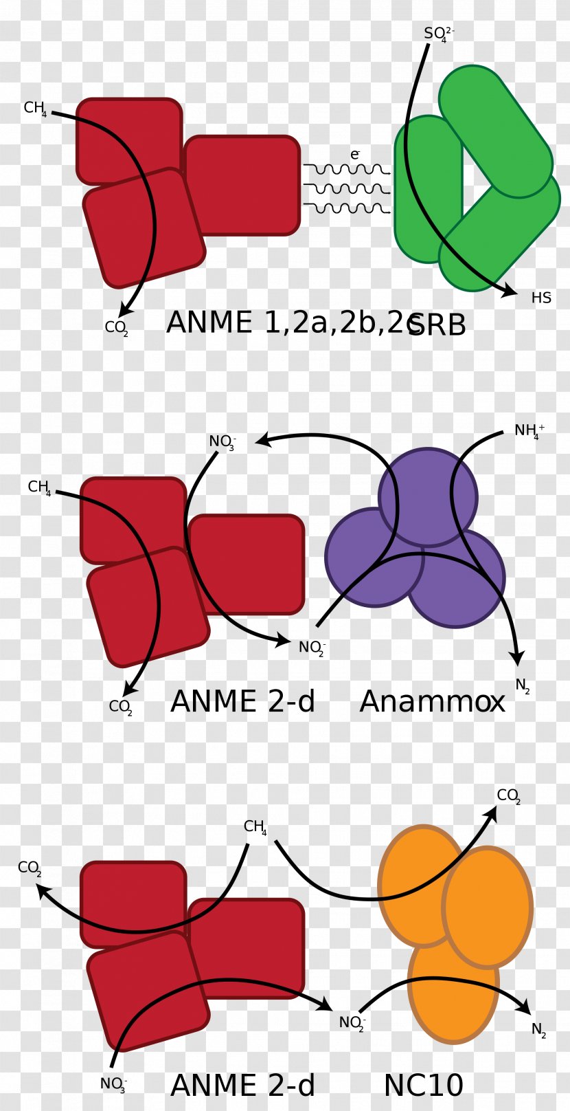 Anaerobic Oxidation Of Methane Organism Methanotroph Sulfate-reducing Microorganisms - Flower - Pmenthane Transparent PNG