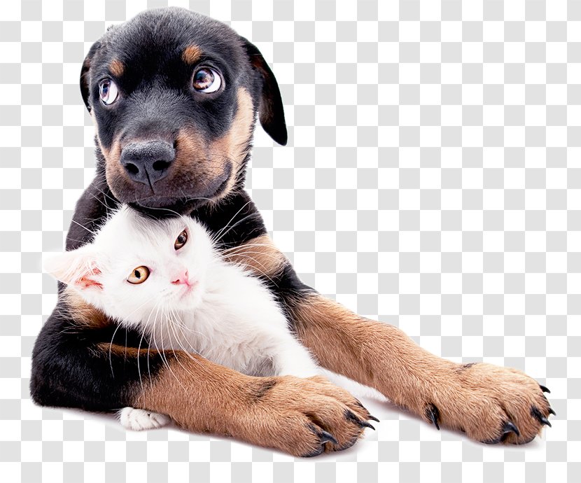 Puppy Kitten Pet Labrador Retriever Veterinarian - Poodle Dog Transparent PNG
