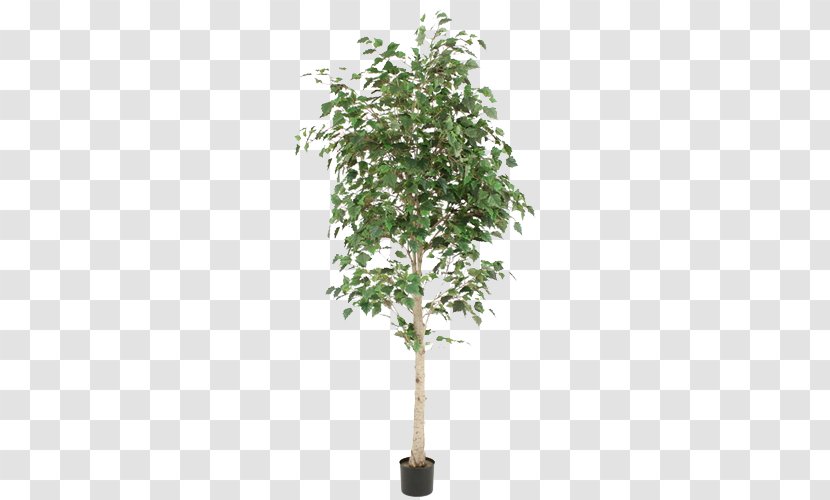 Weeping Fig Paper Birch Flowerpot Houseplant Tree - Green Potted Foliage Plants Transparent PNG