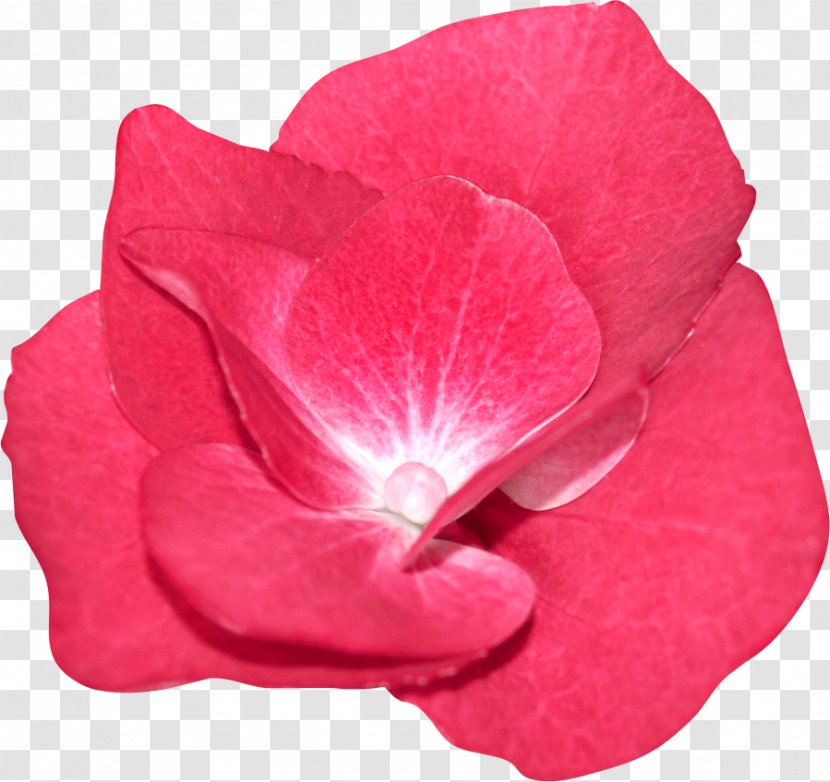 Garden Roses Petal Close-up - Red - Rose Transparent PNG