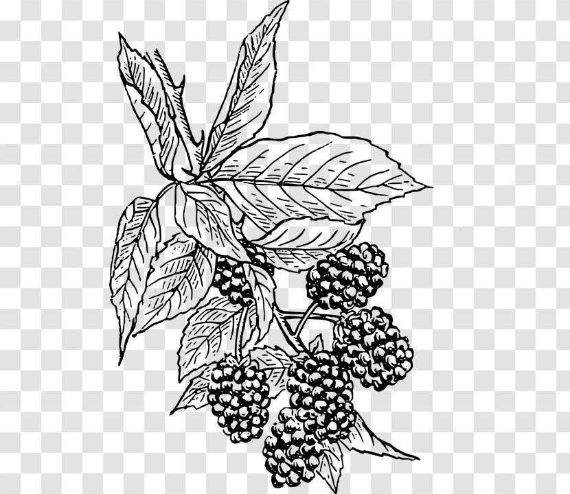 BlackBerry KEY2 Torch Clip Art - Branch - Blackberry Transparent PNG