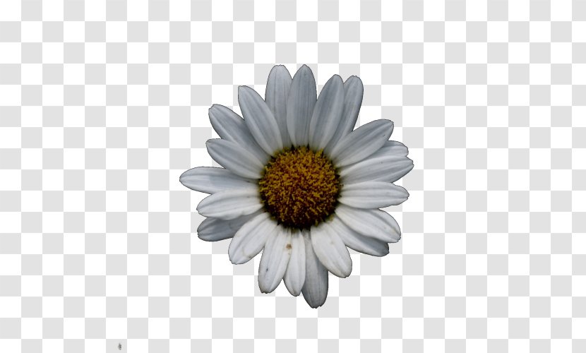 Common Daisy Oxeye Chrysanthemum Wildflower Argyranthemum Frutescens - White Transparent PNG