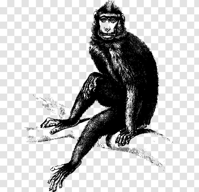 Gorilla The Evil Monkey Homo Sapiens Primate - Fauna Transparent PNG