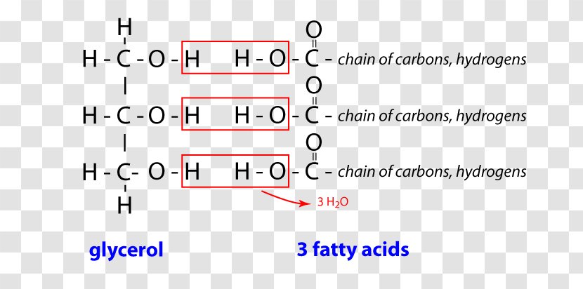 Document Line Angle Triglyceride Brand - Material - Fatty Acids Transparent PNG
